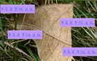 申花隊能否足協(xié)杯勝出？陳晉一、米內(nèi)羅及特謝拉助陣。